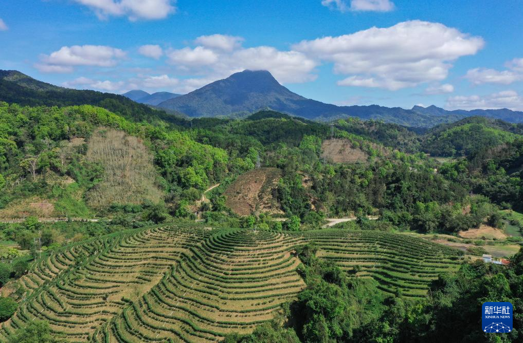 海南五指山：早春茶园迎客来