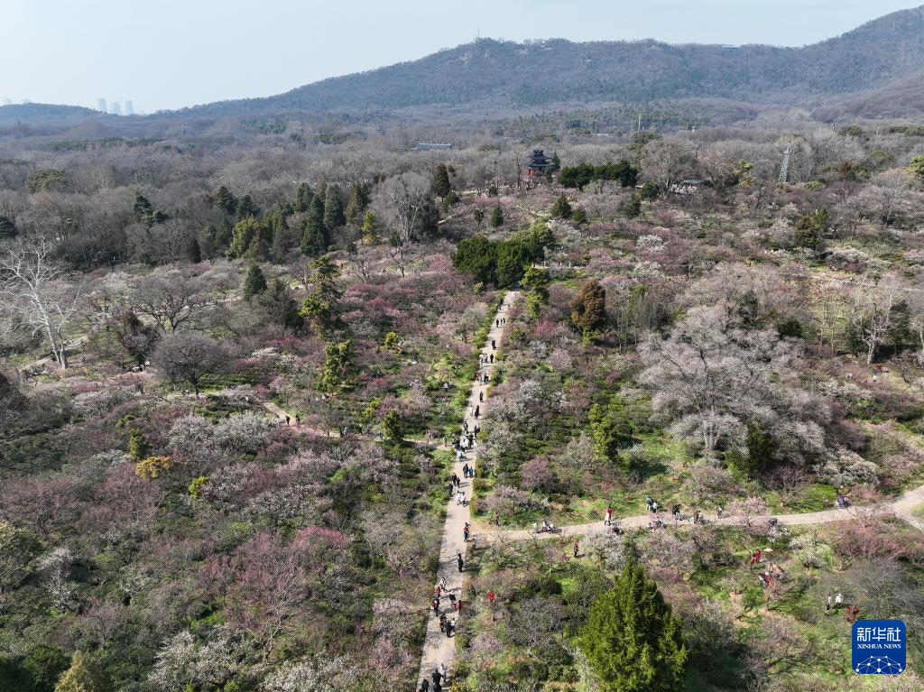 江苏南京：梅花山上花烂漫