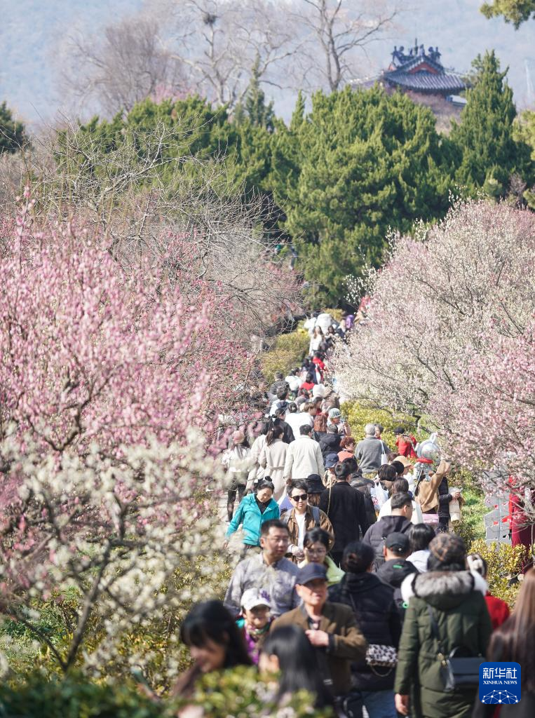 江苏南京：梅花山上花烂漫