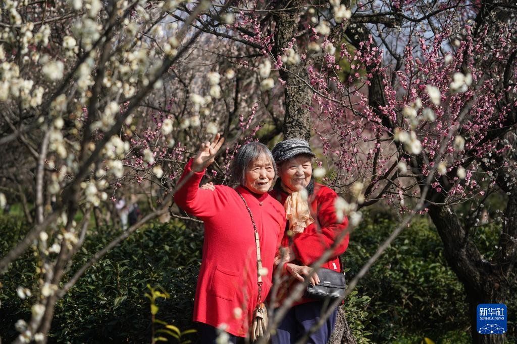 江苏南京：梅花山上花烂漫