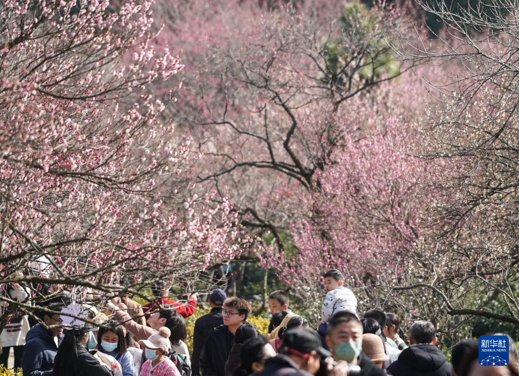 江苏南京：梅花山上花烂漫