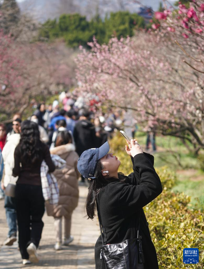 江苏南京：梅花山上花烂漫