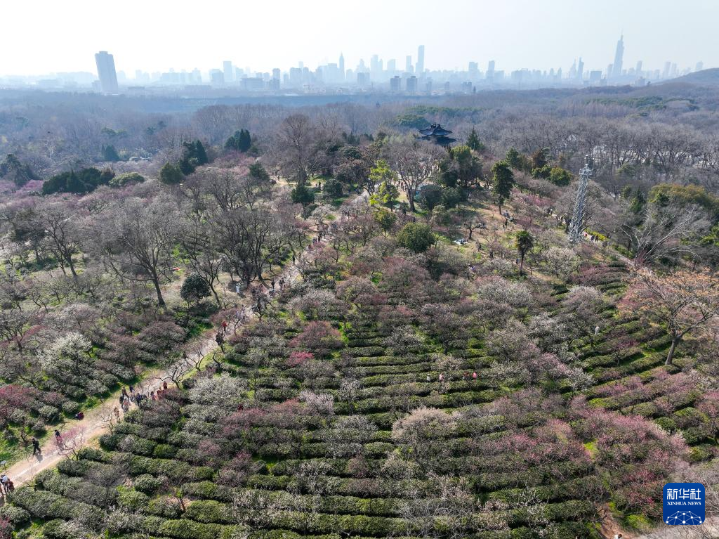 江苏南京：梅花山上花烂漫