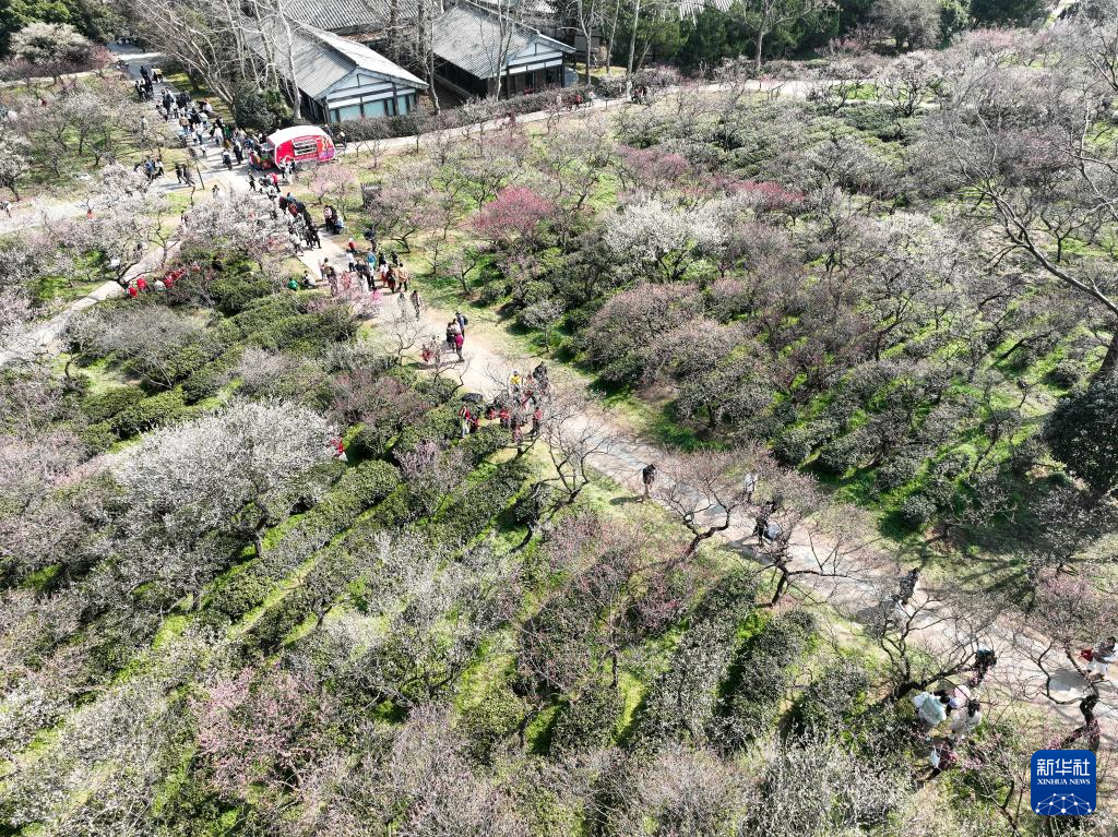 江苏南京：梅花山上花烂漫