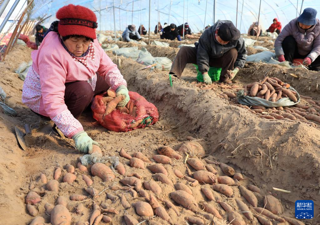 河北晋州：人勤春早育苗忙