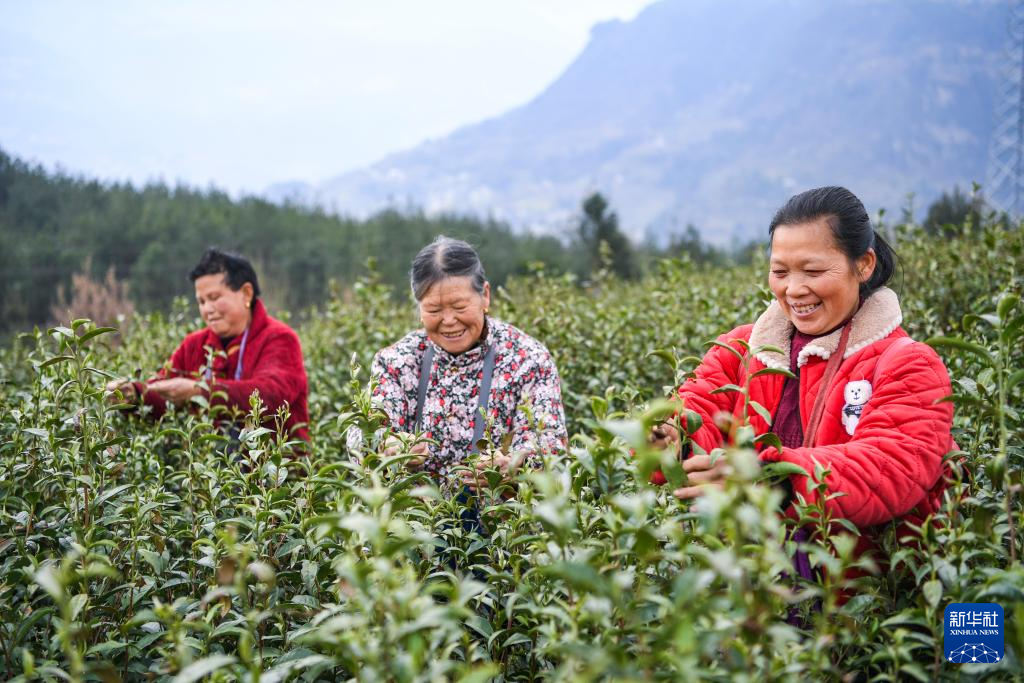 重庆奉节：春茶采摘正当时