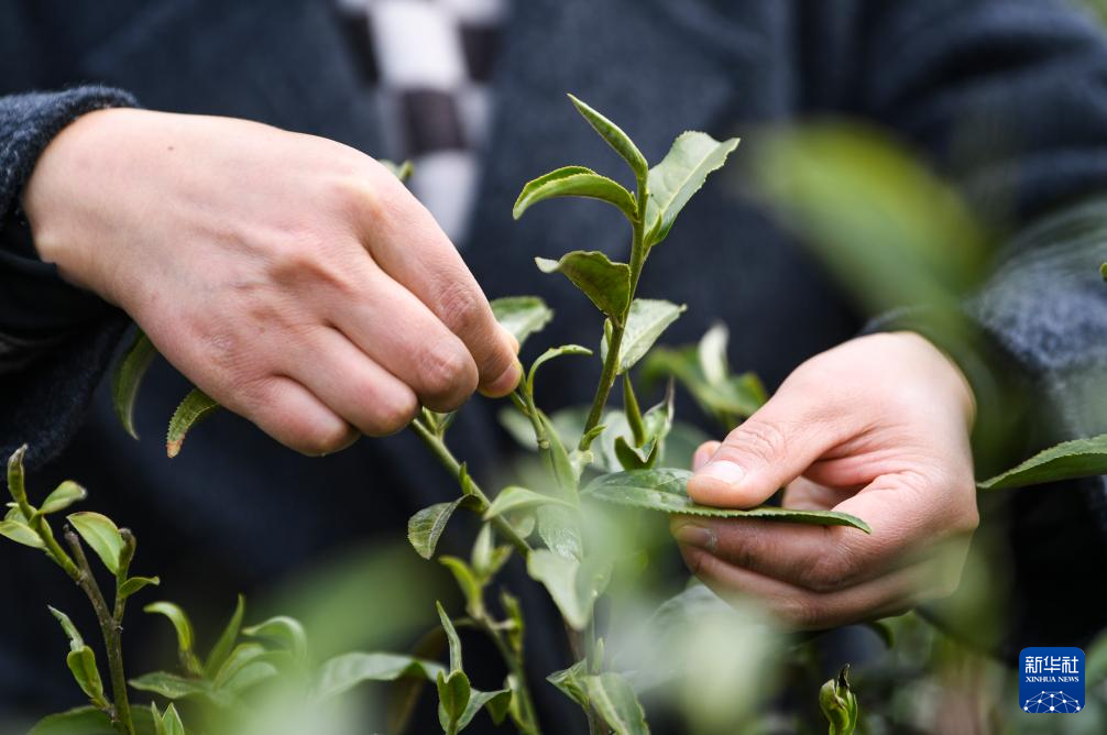 重庆奉节：春茶采摘正当时