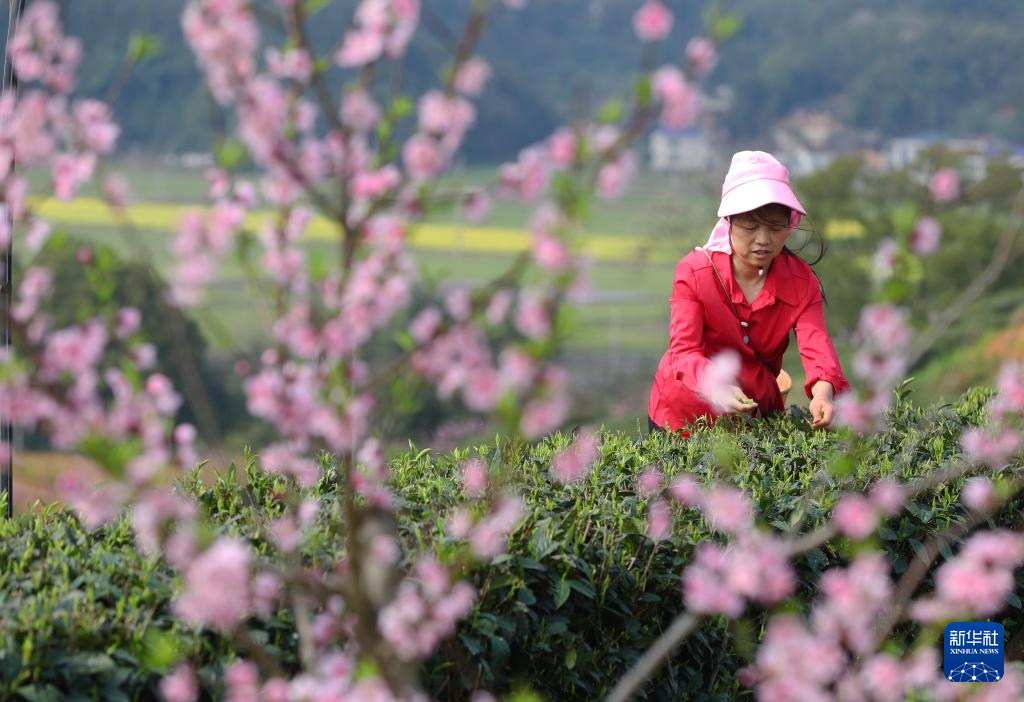 春日采春茶