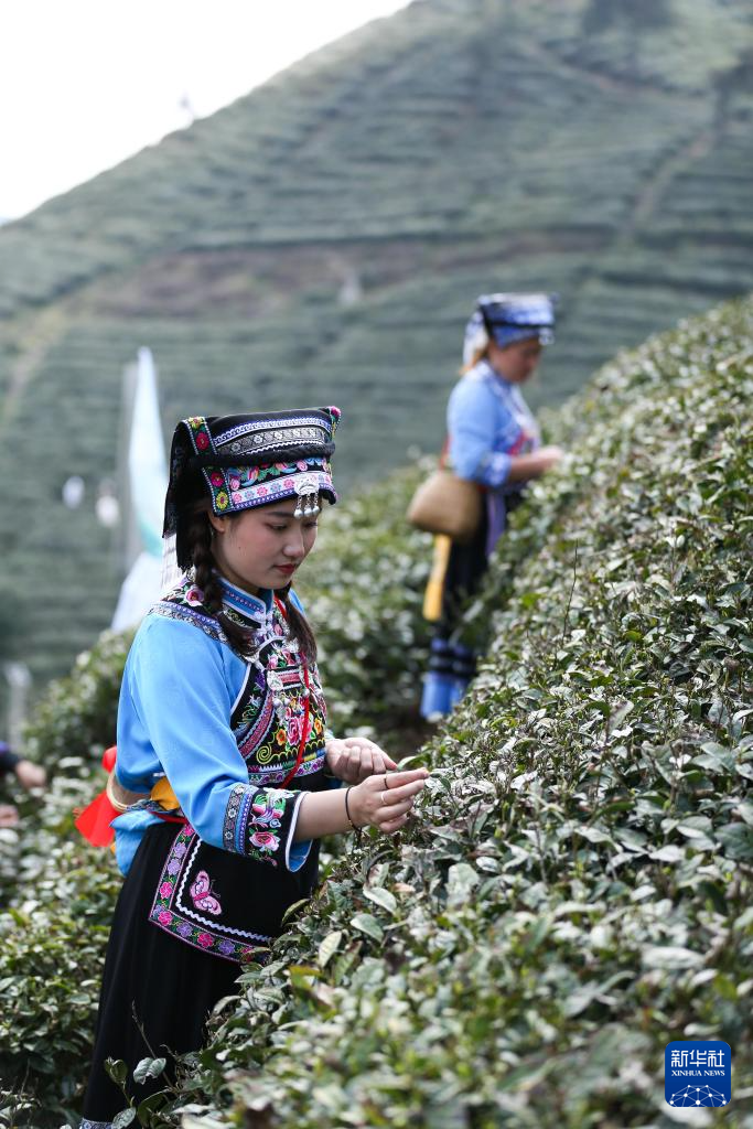 春日采春茶