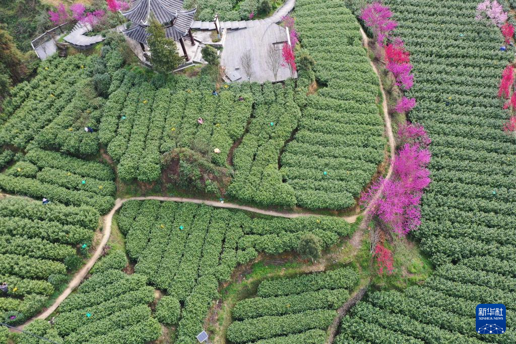 春日采春茶