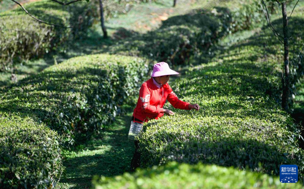 春日采春茶