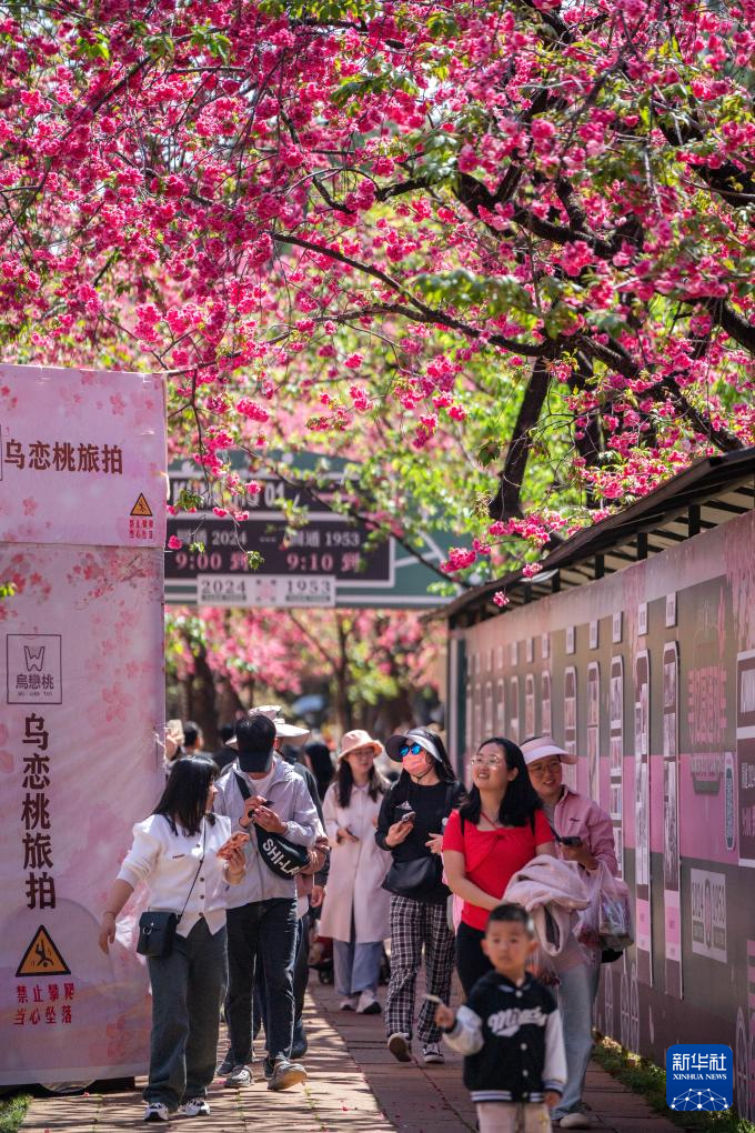 云南昆明：樱花烂漫春意浓