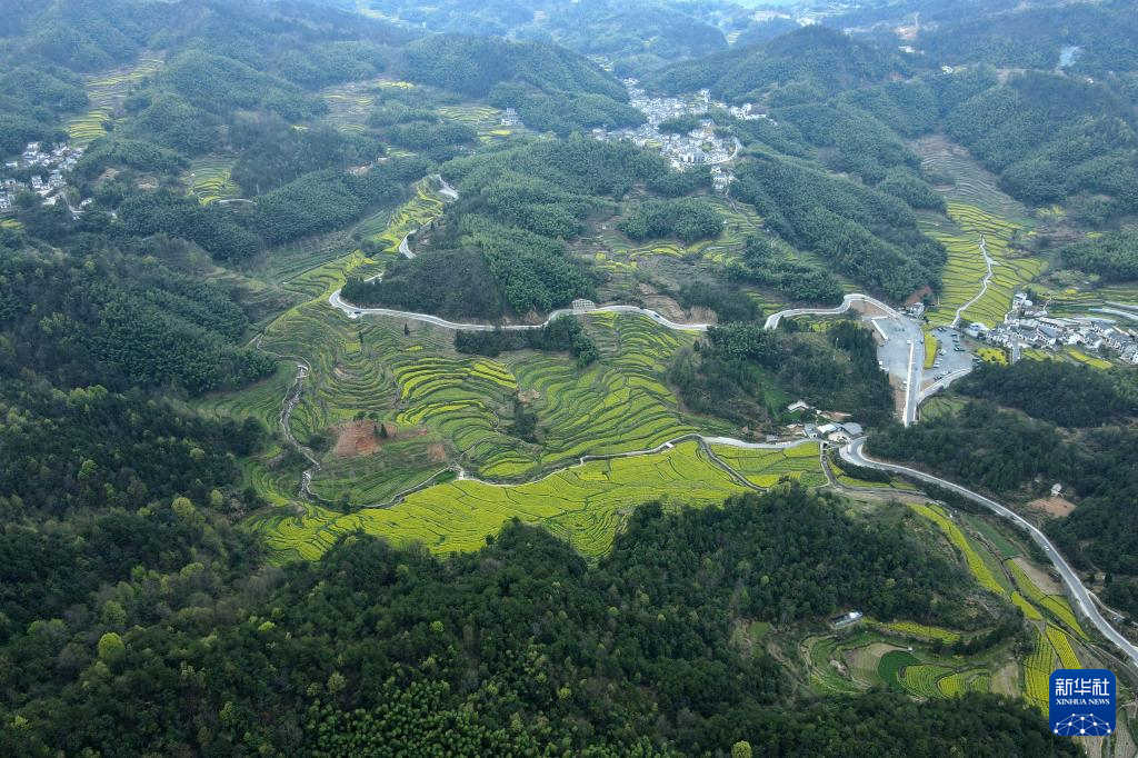 安徽黄山：油菜花开春光美