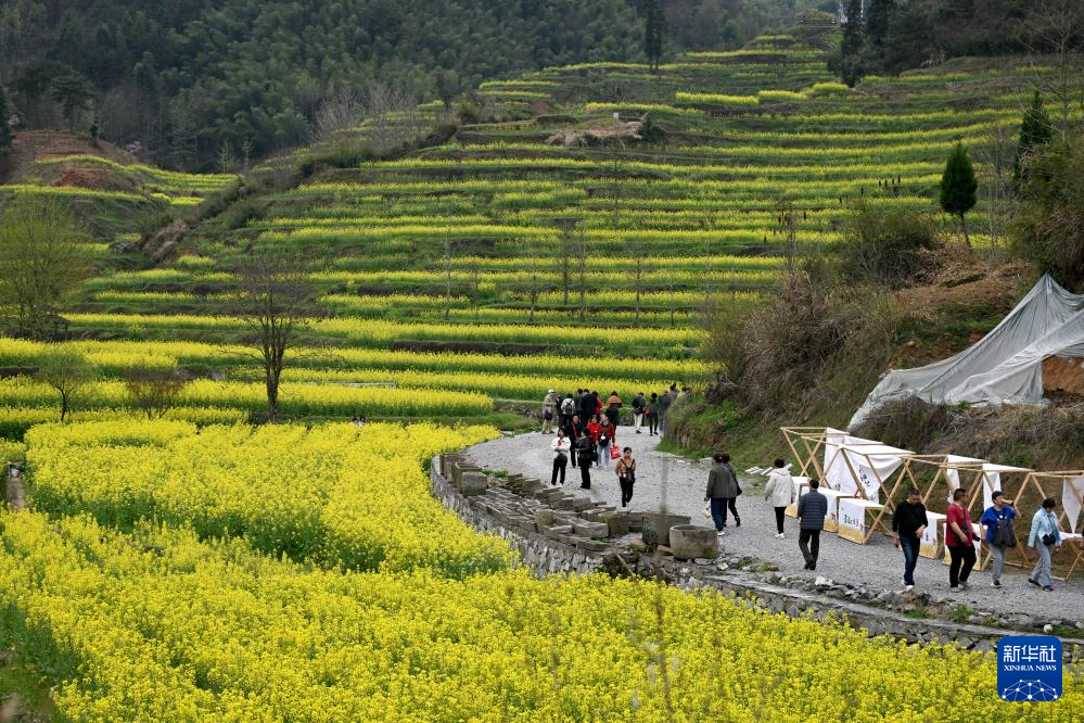 安徽黄山：油菜花开春光美