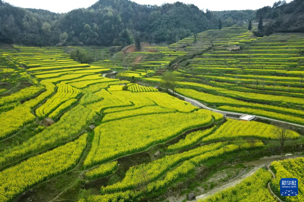 安徽黄山：油菜花开春光美