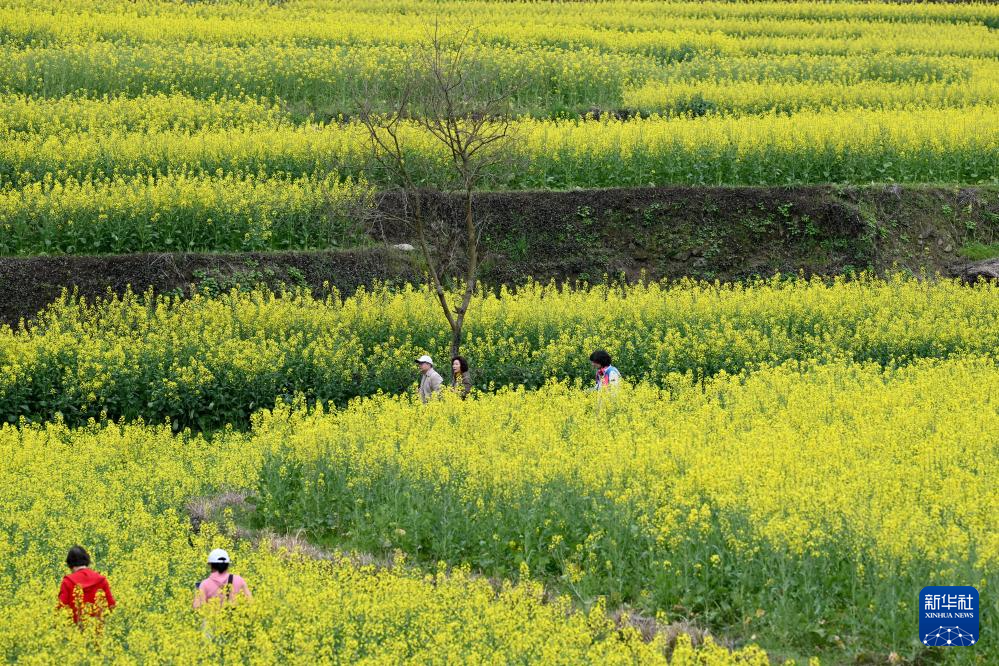 安徽黄山：油菜花开春光美