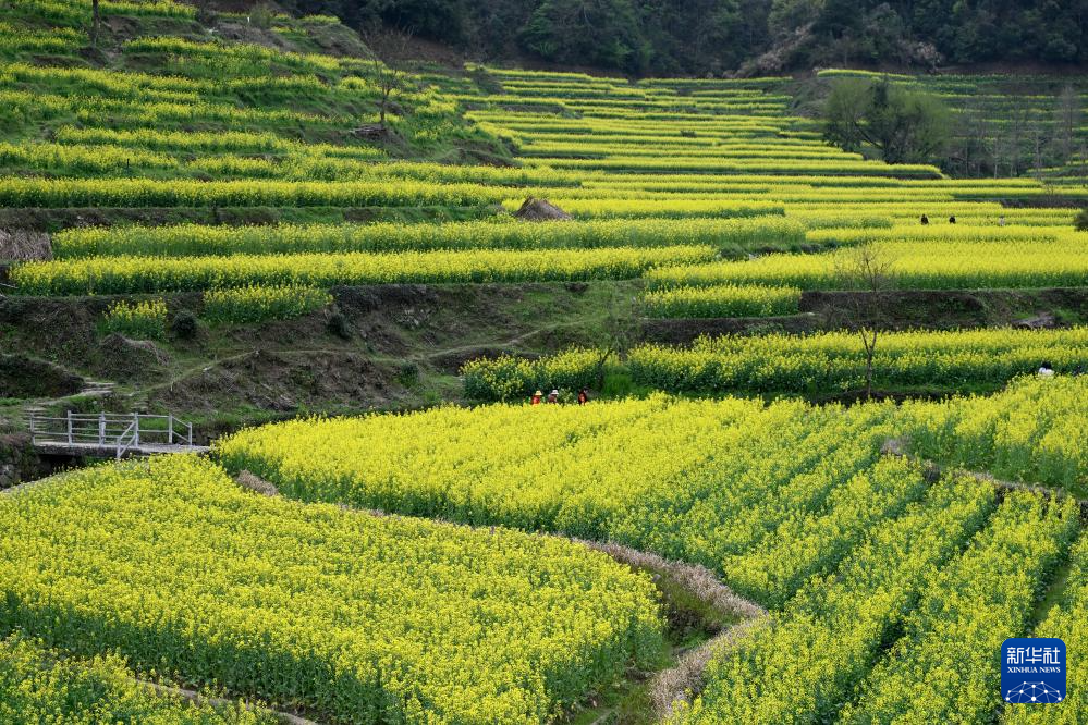 安徽黄山：油菜花开春光美