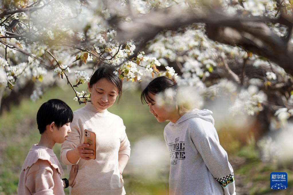 河北威县：梨花开 游客来