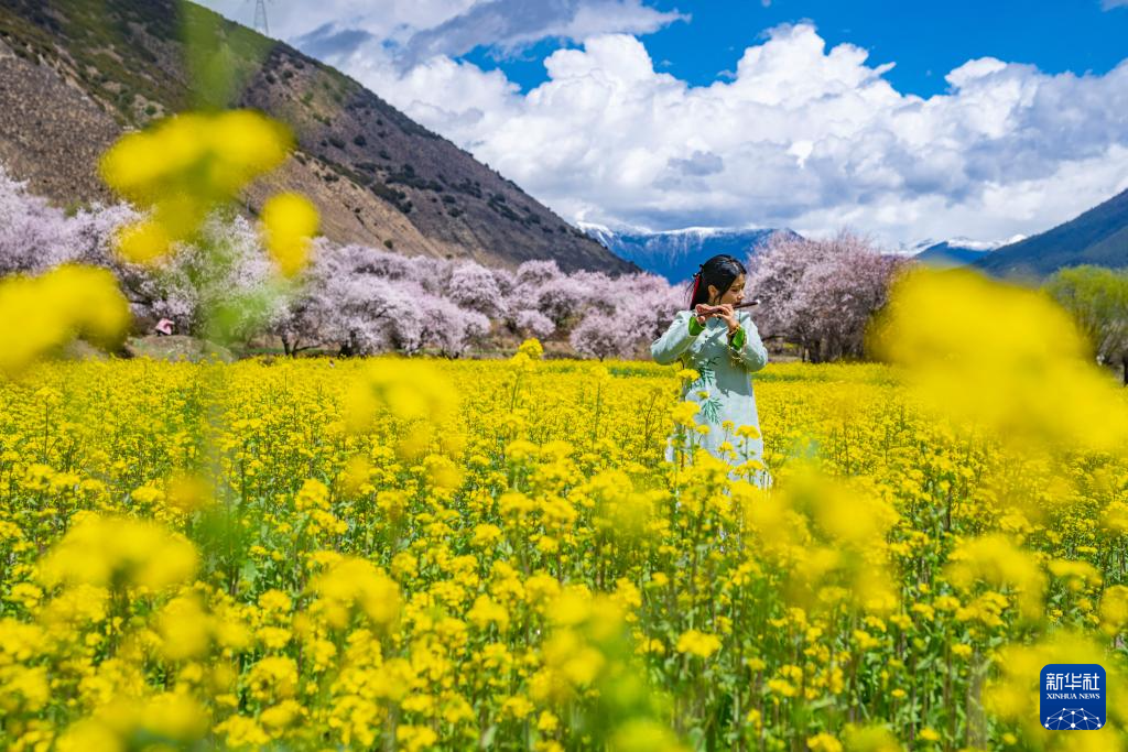 雪域高原迎来“赏花季”