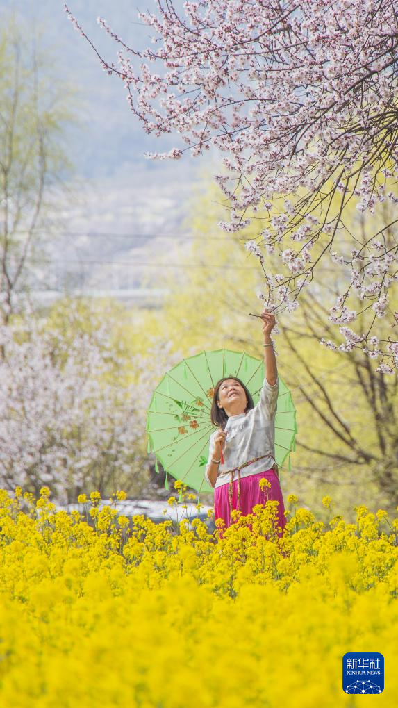 雪域高原迎来“赏花季”