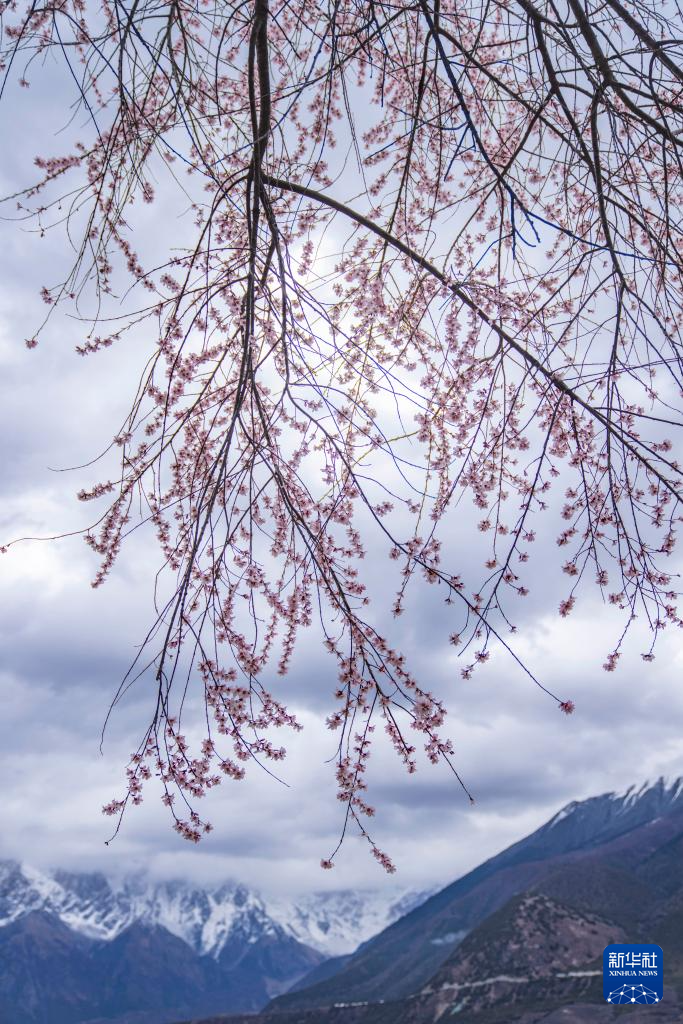 雪域高原迎来“赏花季”