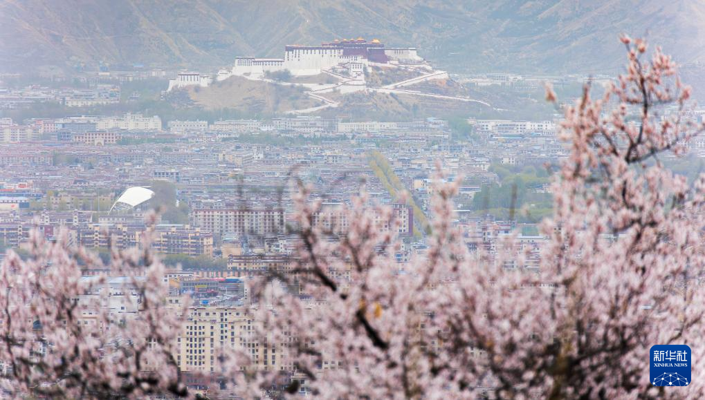 雪域高原迎来“赏花季”