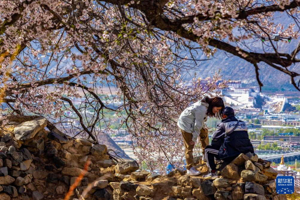 西藏拉萨：桃花映古城