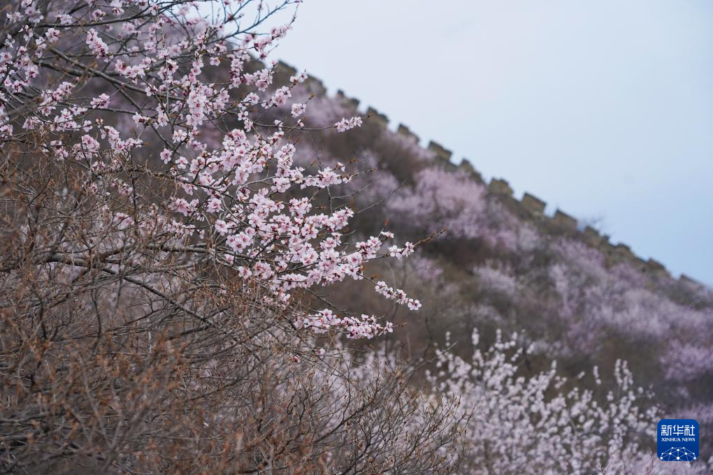 春到长城：山花烂漫山河美