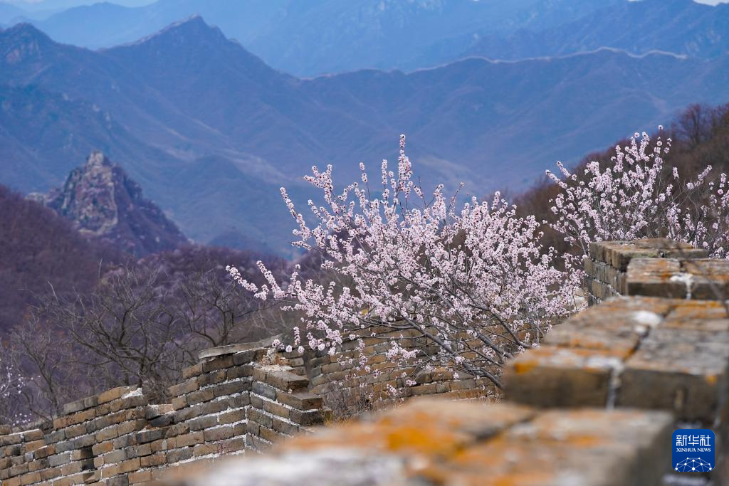 春到长城：山花烂漫山河美