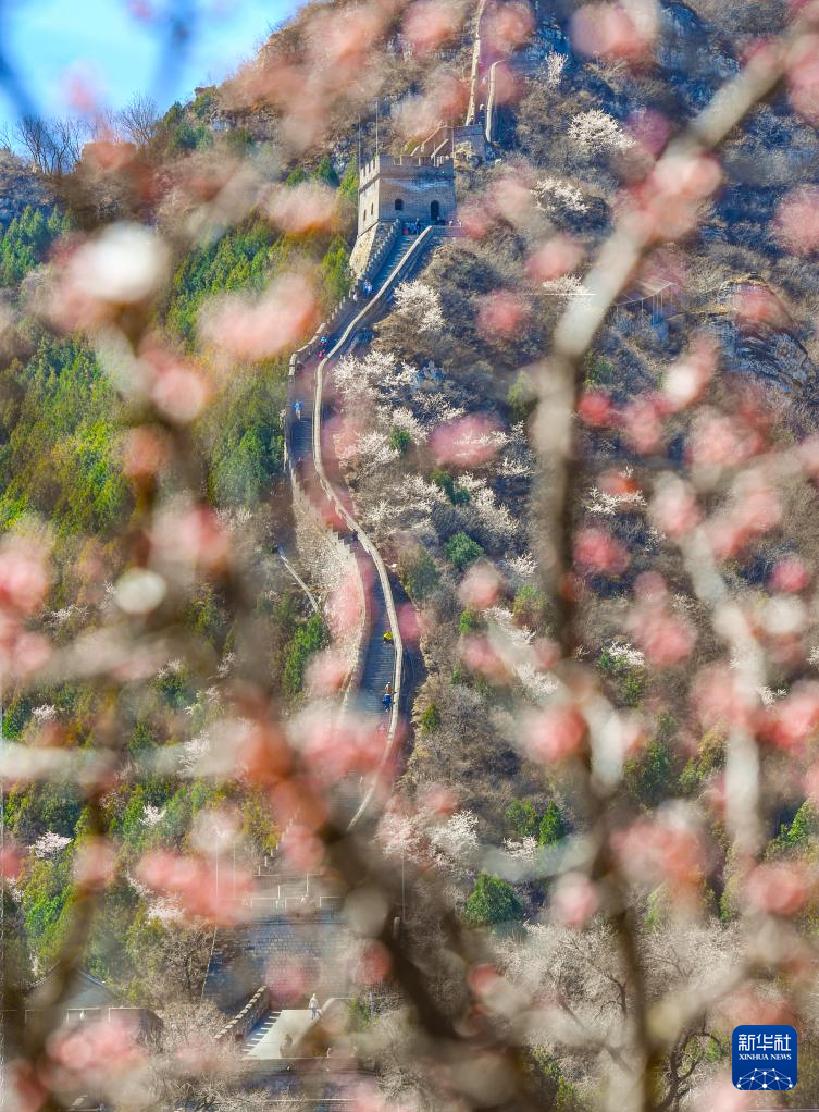 春到长城：山花烂漫山河美