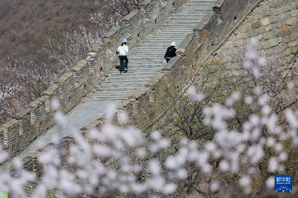 春到长城：山花烂漫山河美