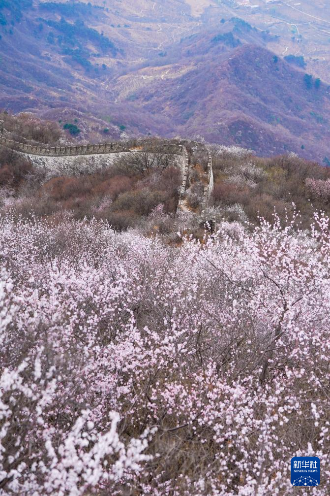 春到长城：山花烂漫山河美