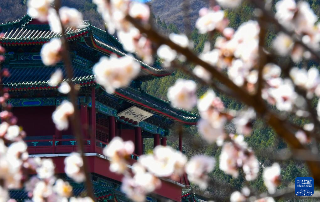 春到长城：山花烂漫山河美