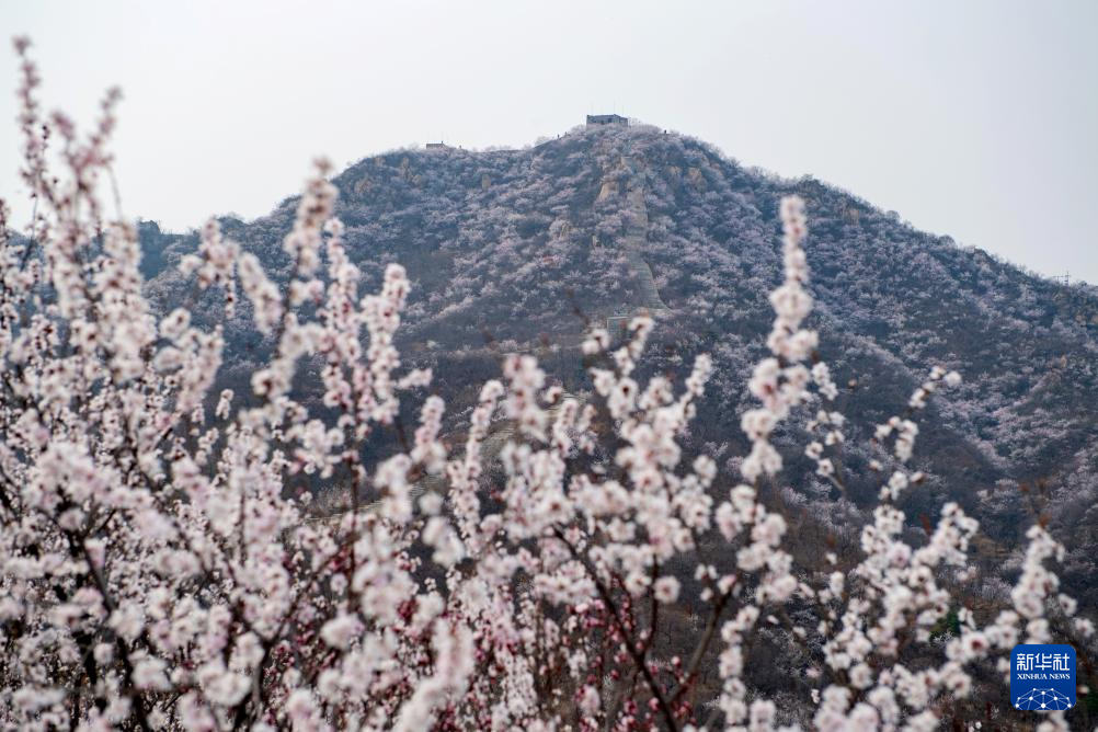 春到长城：山花烂漫山河美