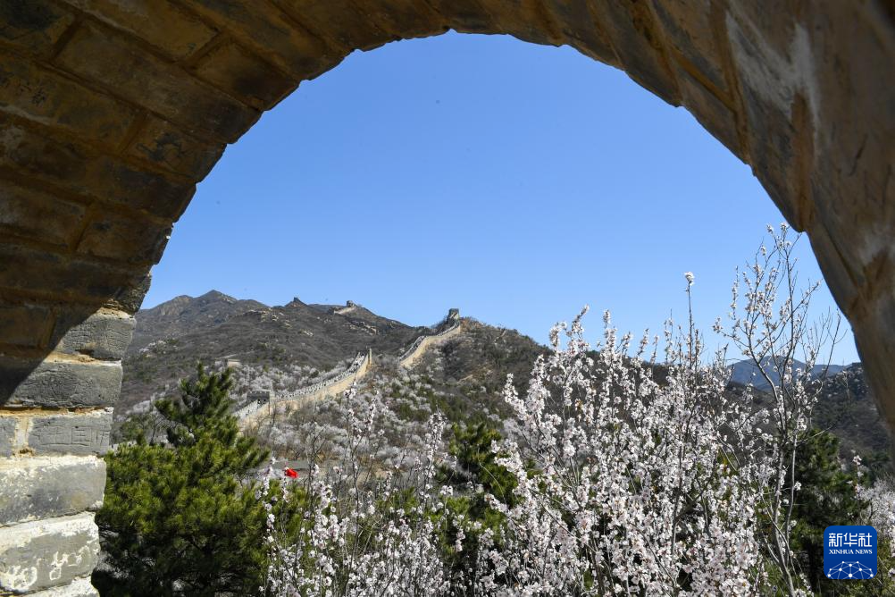 春到长城：山花烂漫山河美