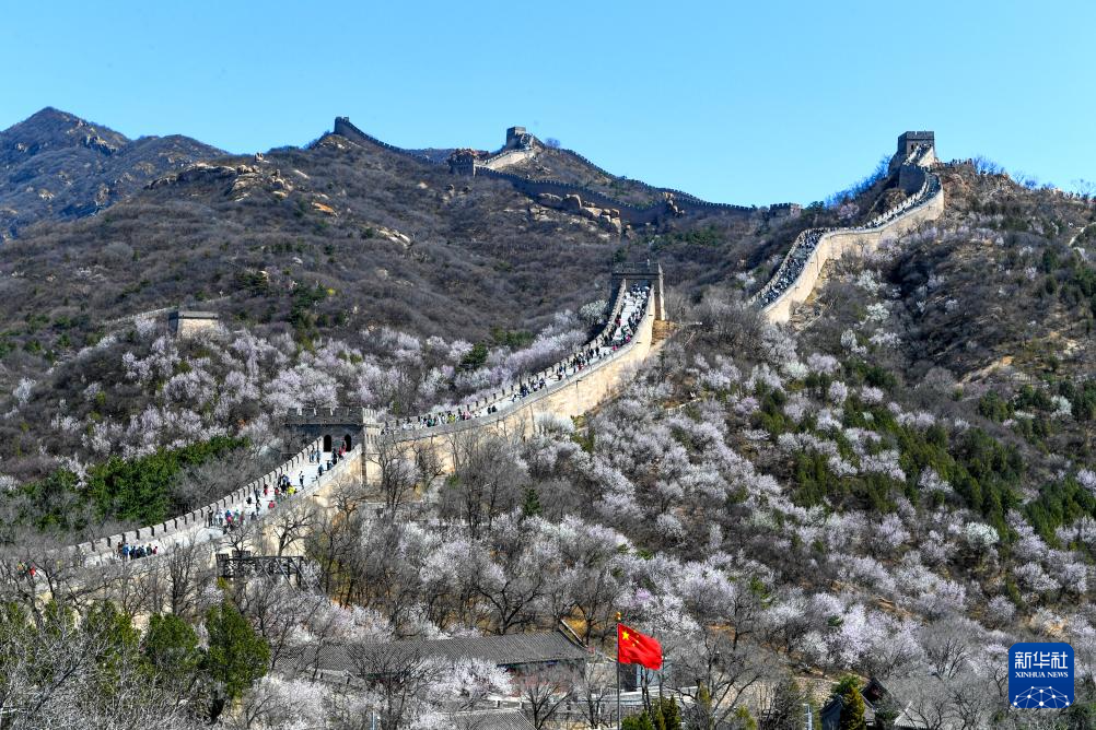 春到长城：山花烂漫山河美