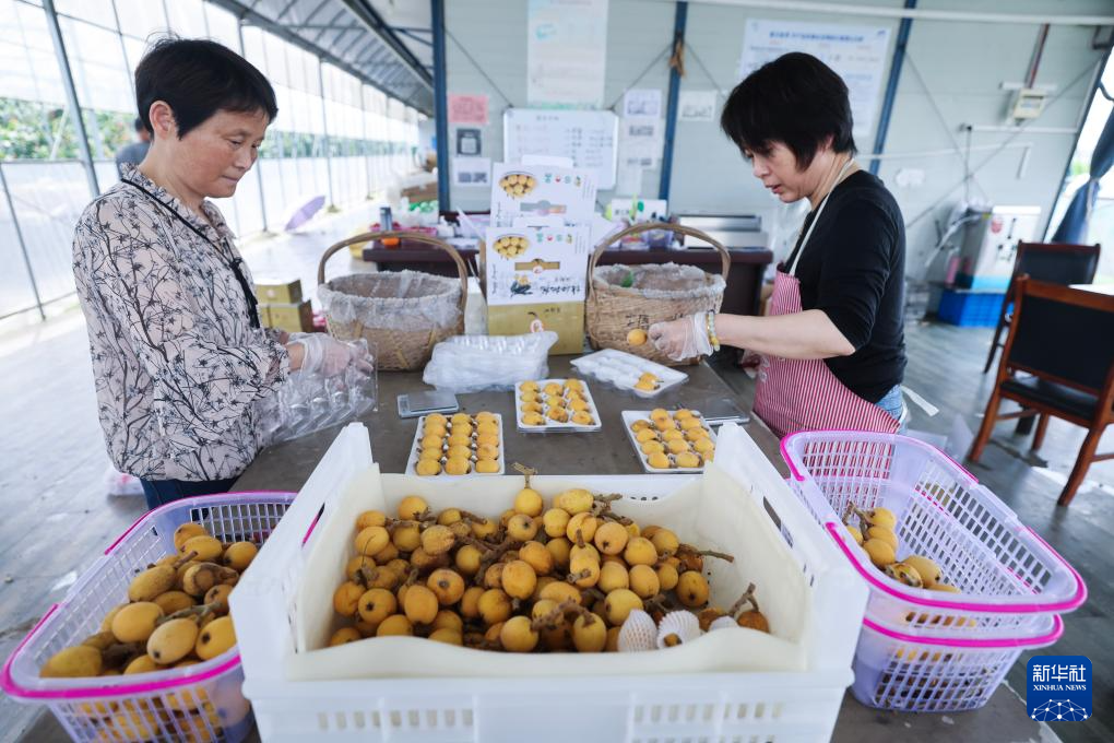 枇杷之乡迎丰收 共富工坊助共富