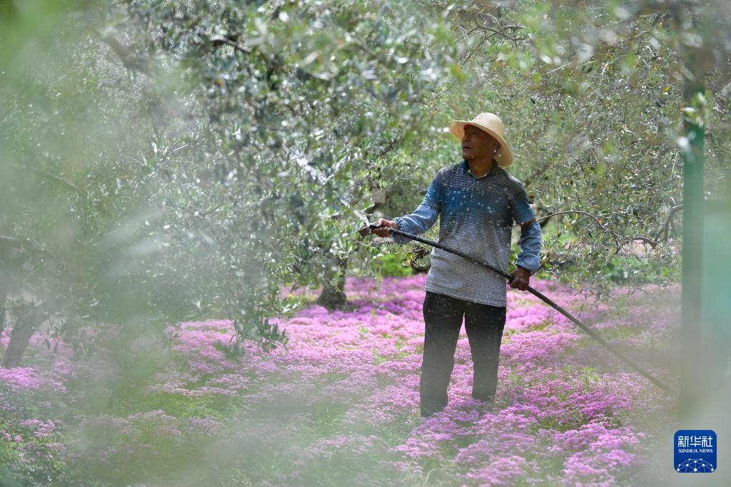 甘肃陇南：油橄榄花开