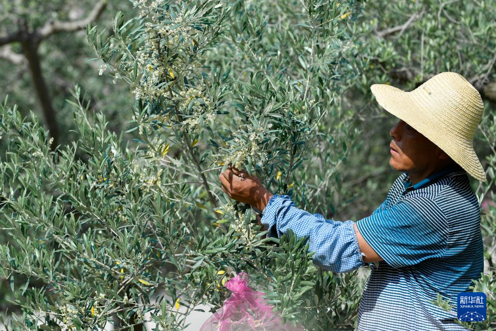 甘肃陇南：油橄榄花开