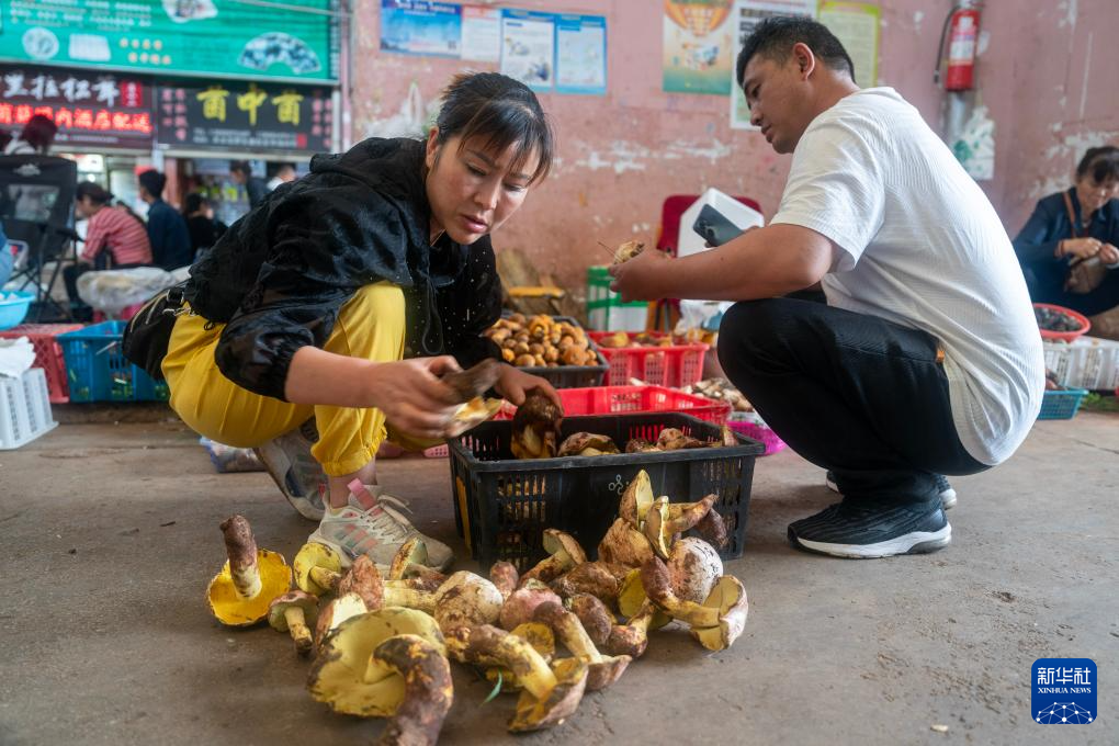 云南野生菌大量上市