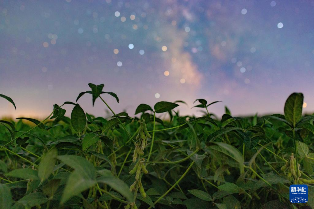 丰收田野“约会”浪漫星空