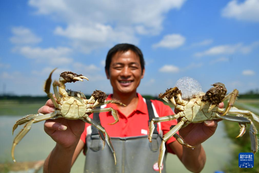 安徽肥西：金秋时节捕蟹忙