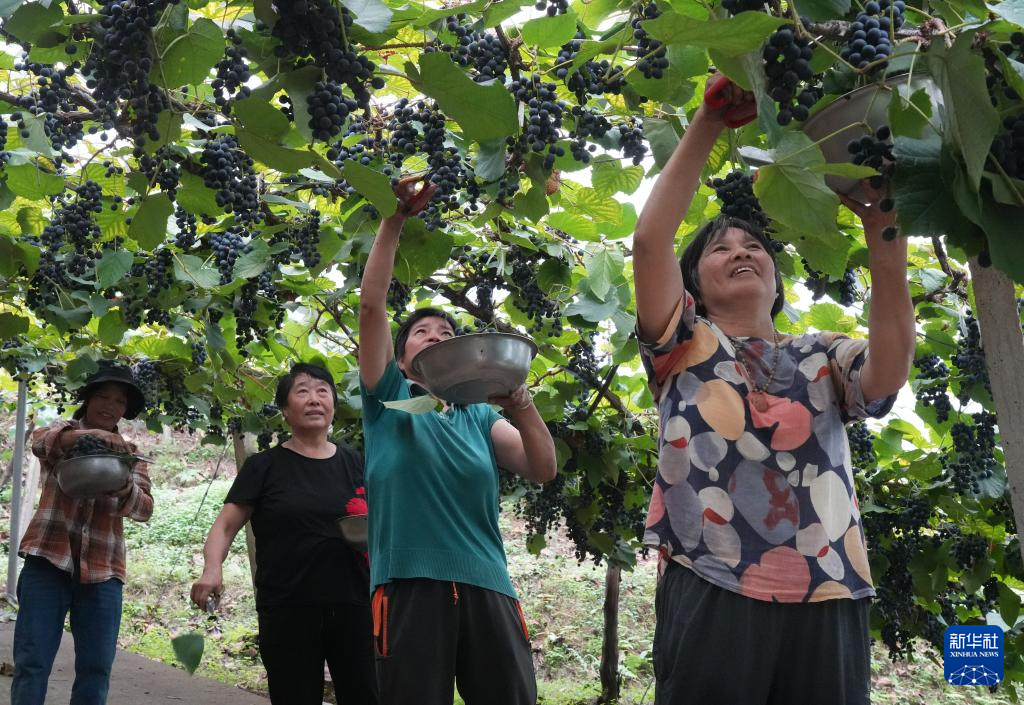 返乡青年徐豪：刺葡萄种植带动共富