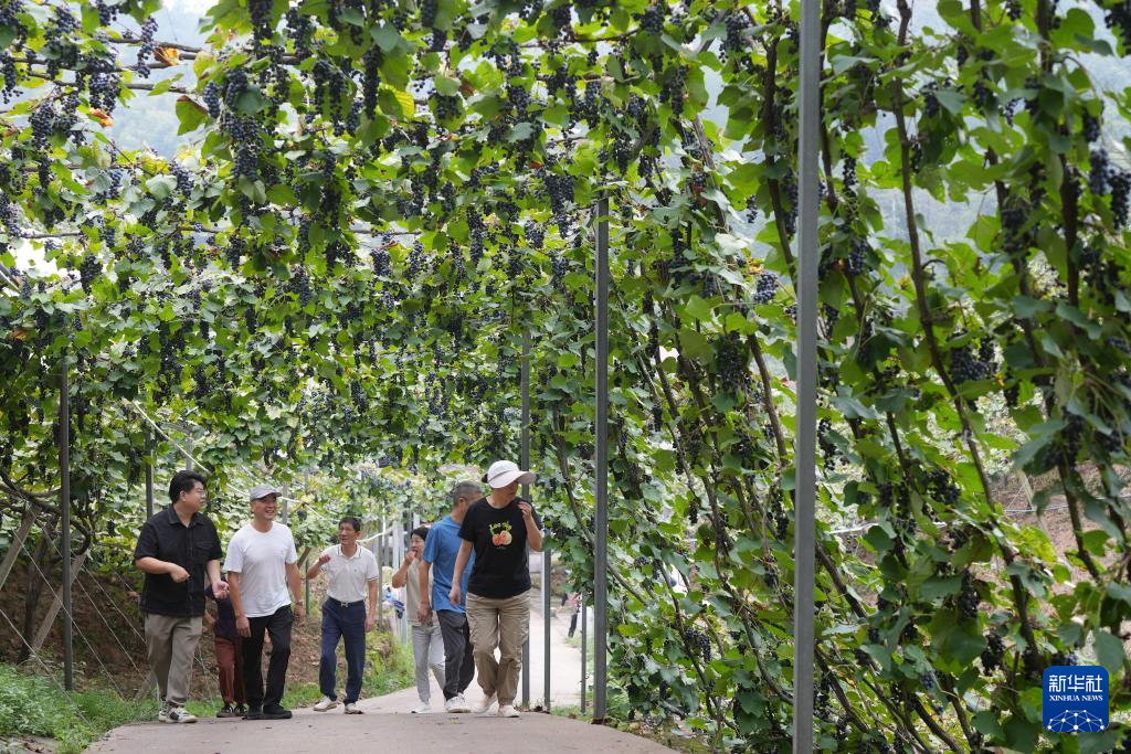 返乡青年徐豪：刺葡萄种植带动共富