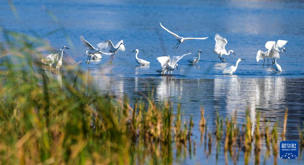 海南昌江:海尾湿地 朝气蓬勃
