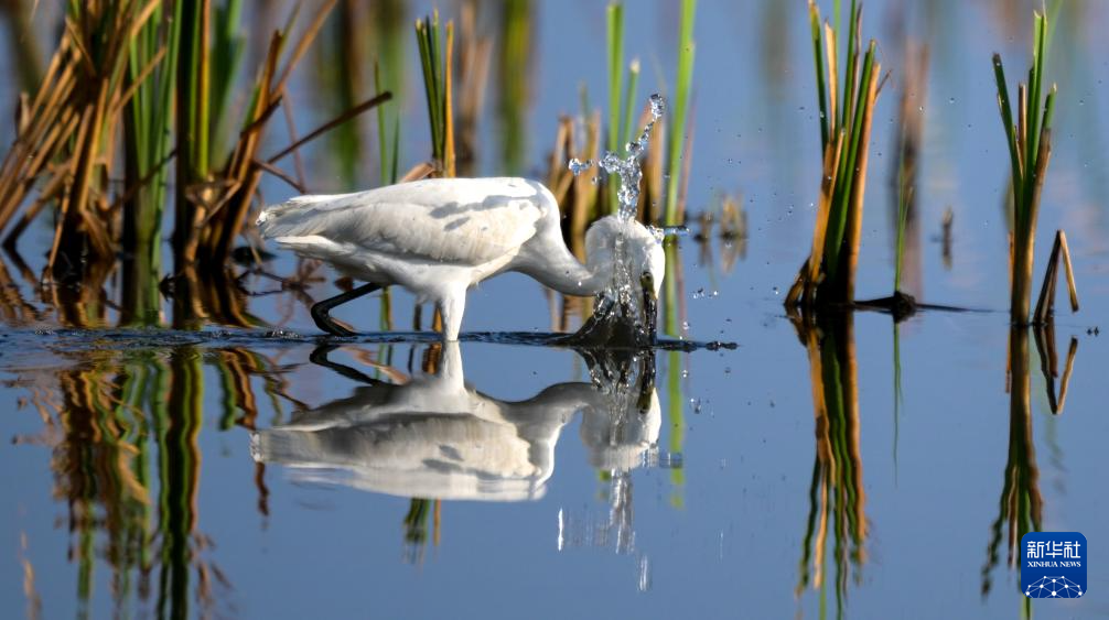 海南昌江:海尾湿地 朝气蓬勃