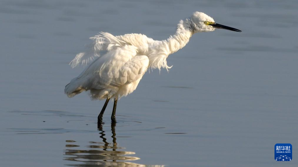 海南昌江:海尾湿地 朝气蓬勃