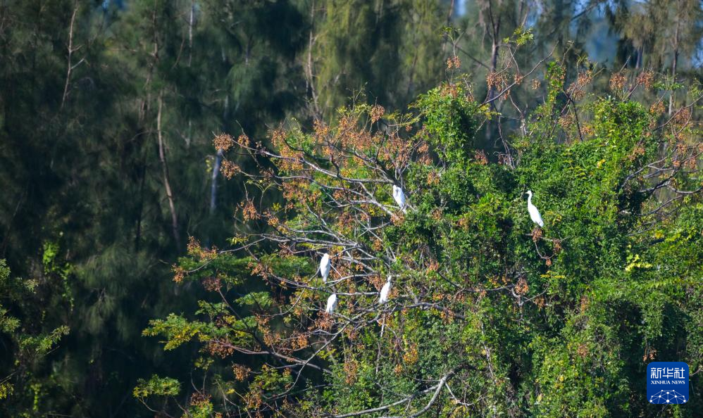 海南昌江:海尾湿地 朝气蓬勃