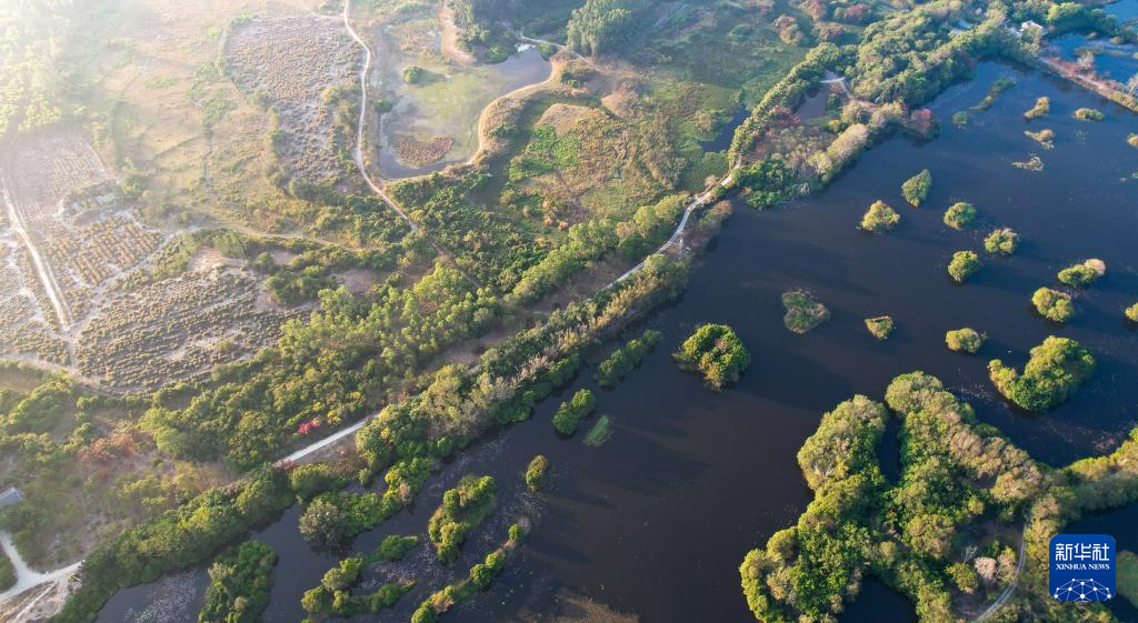 海南昌江:海尾湿地 朝气蓬勃