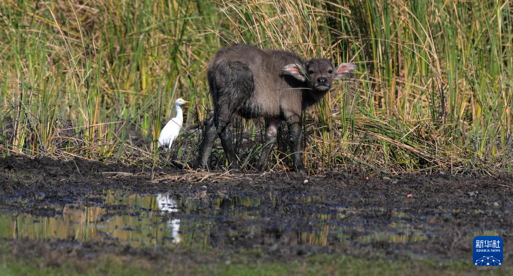 海南昌江:海尾湿地 朝气蓬勃